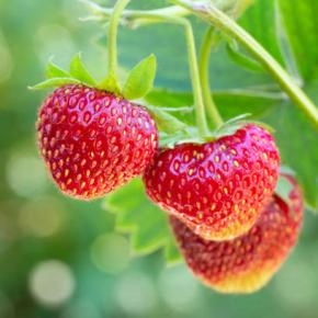 Strawberry Grow in UK -BR40