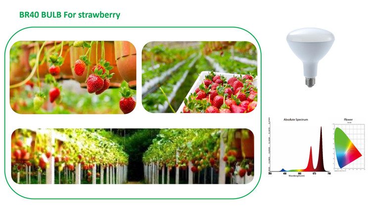 max grow light strawberry light br40.jpg